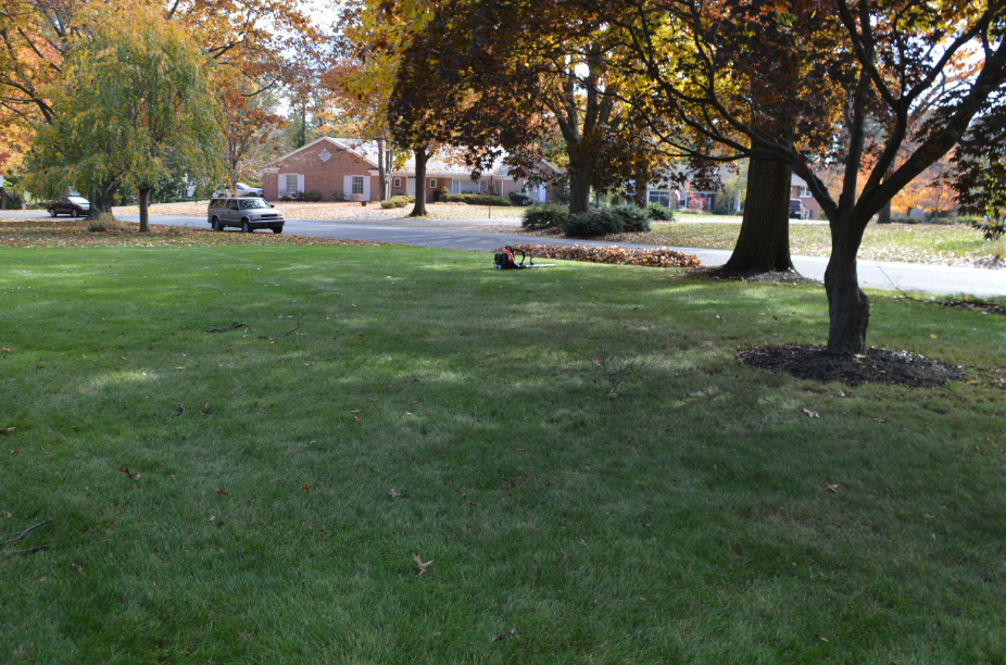 leaf free