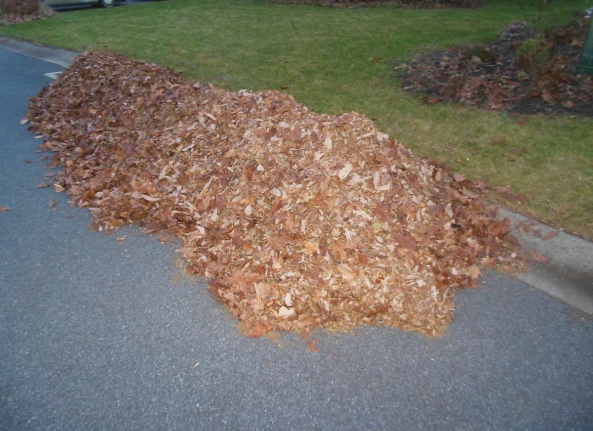 Leaf Pile Pic #2
