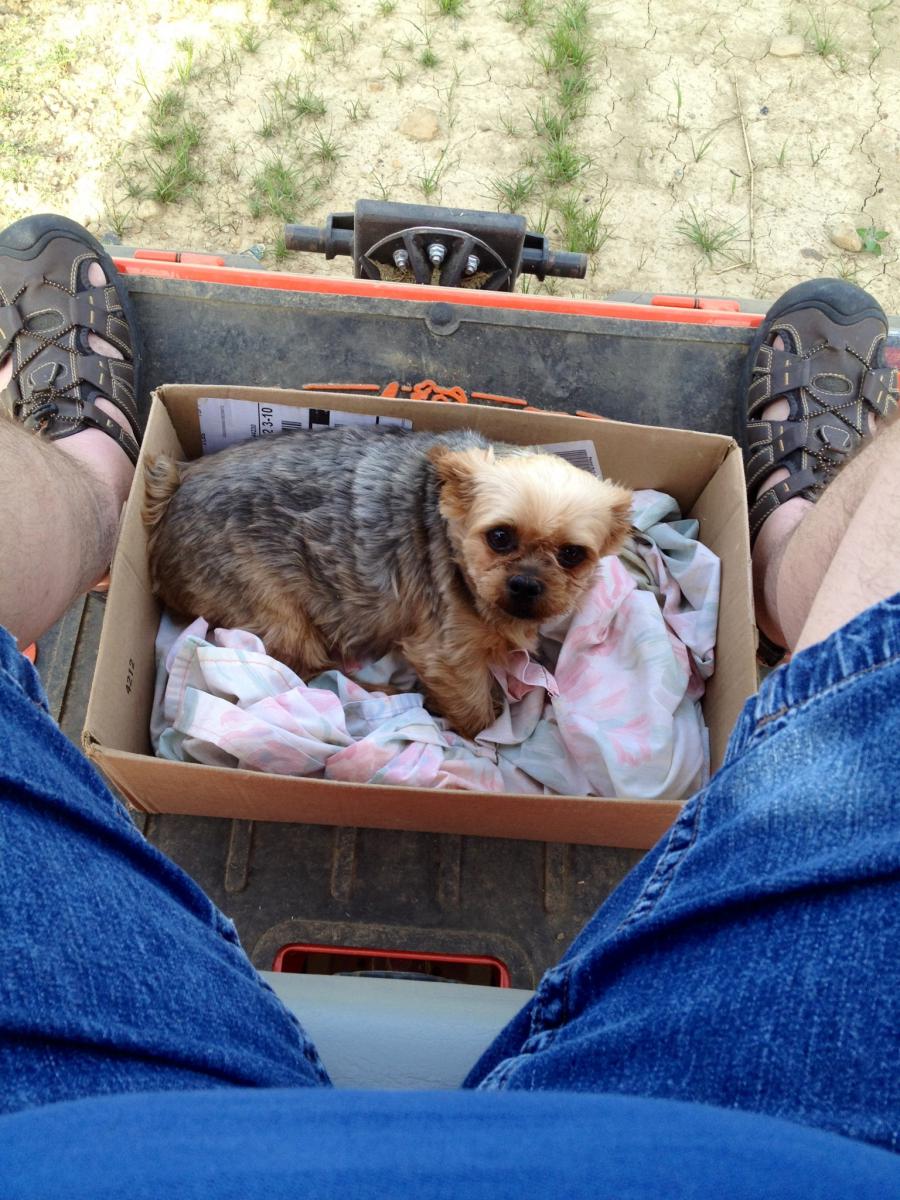 This is my little buddy, he gets to ride along when I'm towing attachments.
He loves it. Doesn't even mind the cotton balls in his ears!