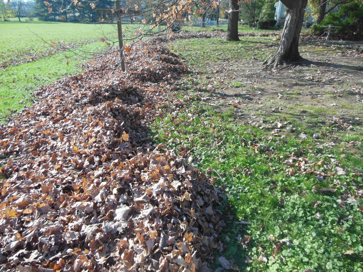 What my Echo blower can do!!